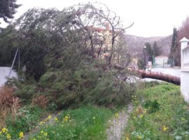 Los Bomberos de Guadix realizan diversas intervenciones por caída de árboles debido al mal tiempo